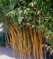 Fargesia denudata 'Lancaster' Bamboo - Cold-hardy Shop