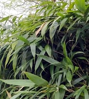 Fargesia denudata 'Lancaster' Bamboo - Cold-hardy Shop