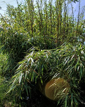 Fargesia dracocephala Rufa bamboo