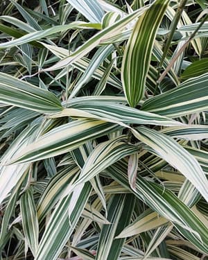 Hibanobambusa tranquillans 'Shiroshima' bamboo