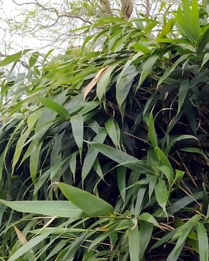 Pseudosasa japonica bamboo
