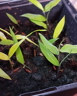 Phyllostachys edulis 'Moso' - 10 semen