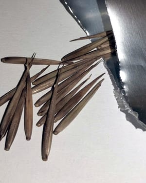 Phyllostachys edulis 'Moso' - 25 semen