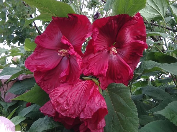 hibiscus-moscheutos