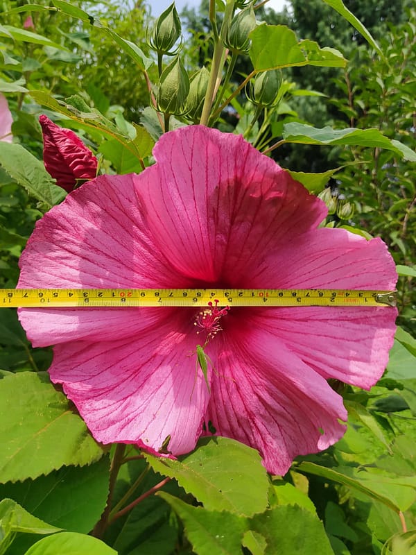 Hibiscus Moscheutos