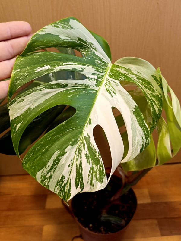 Monstera deliciosa 'Albo variegata'